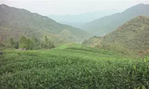  西城鲸鲨队鏖战岭北黑豹队，摔跤总决赛爆冷，转换速度占优。精神属性拉满